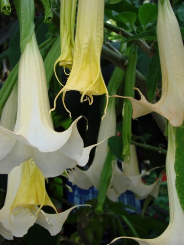 Bells