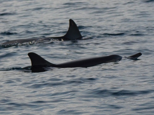 Dolphins