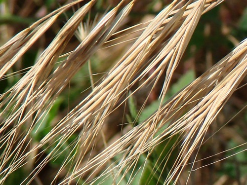 Grasses 