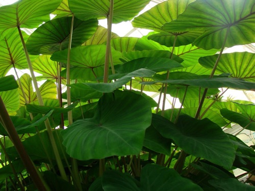 Leaves