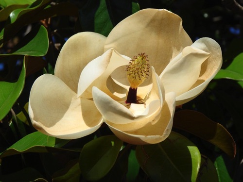 Magnolia