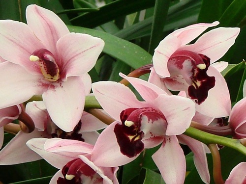 Orchids