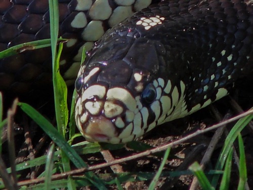 Snake